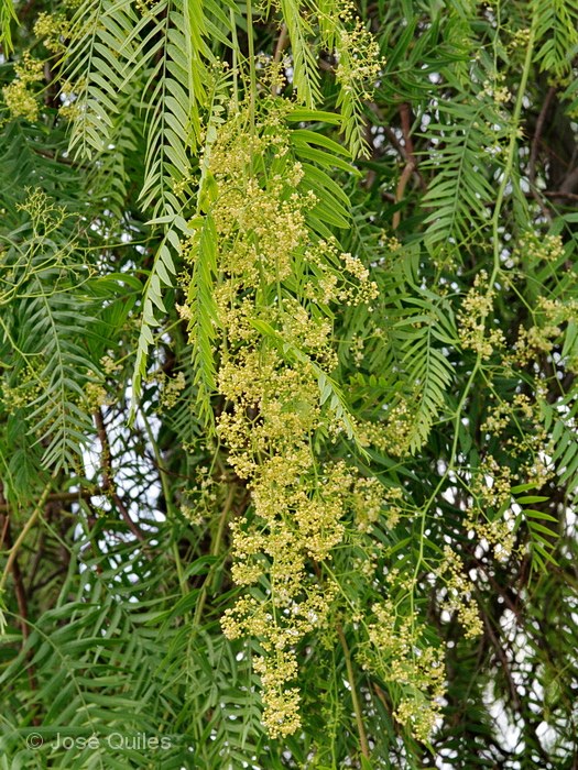 Jardines p�blicos