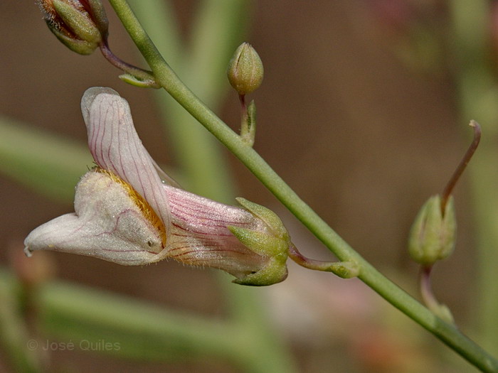 Acanthorrhinum ramosissimum
