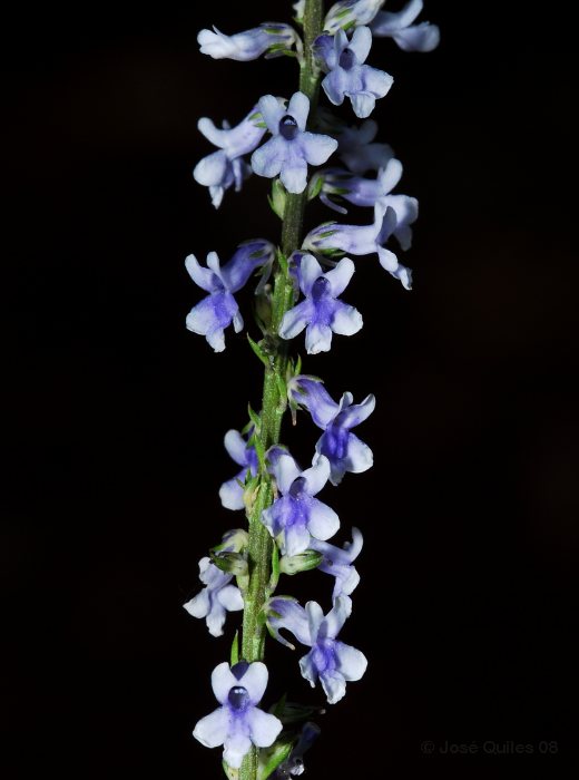 Sierra Espad�n, CS