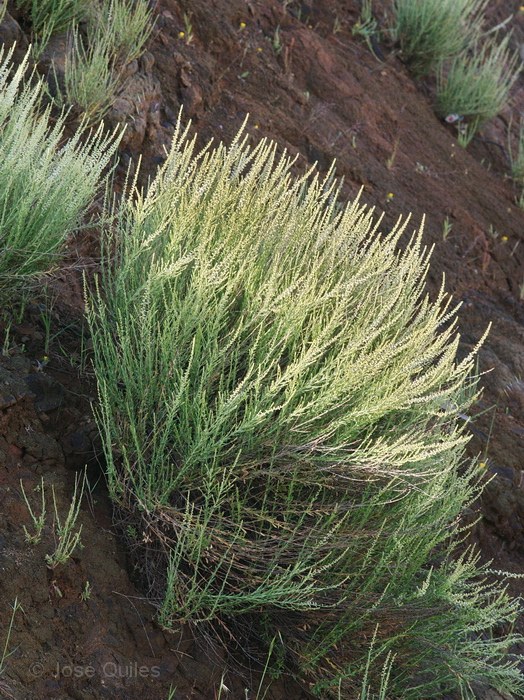 Afueras de Demnate, Marruecos