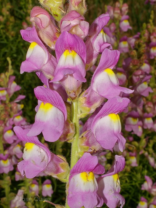 Antirrhinum australe