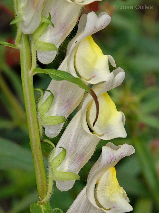 Antirrhinum braun-blanquetii
