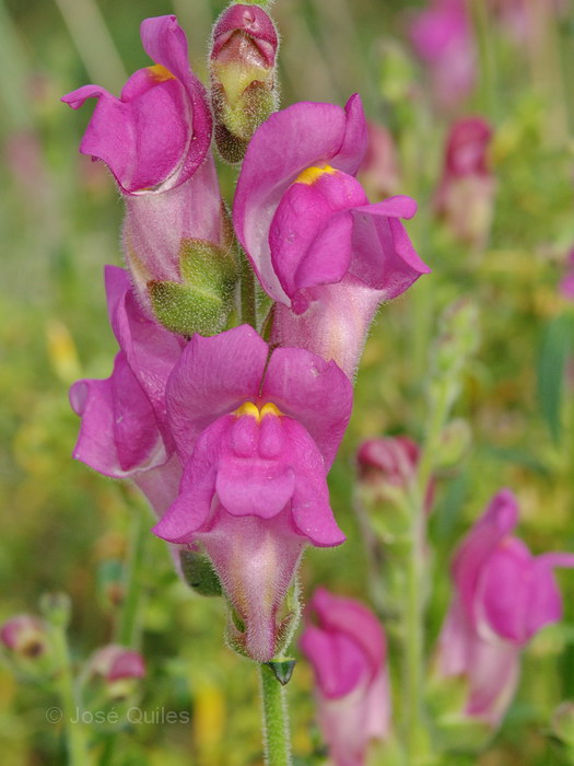 Antirrhinum cirrhigerum