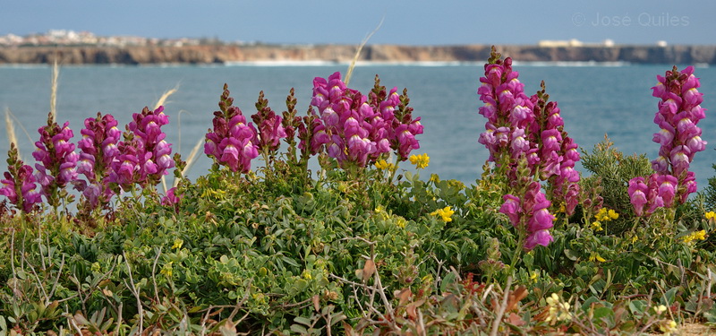 Cabo San Vicente, Algarve