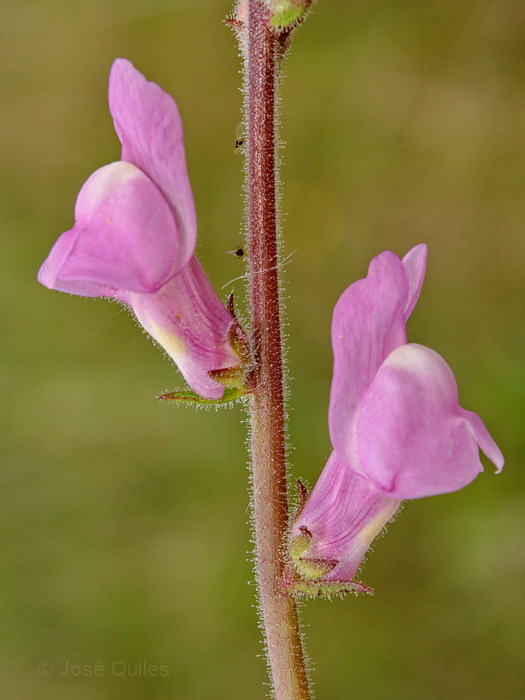 Antirrhinum controversum