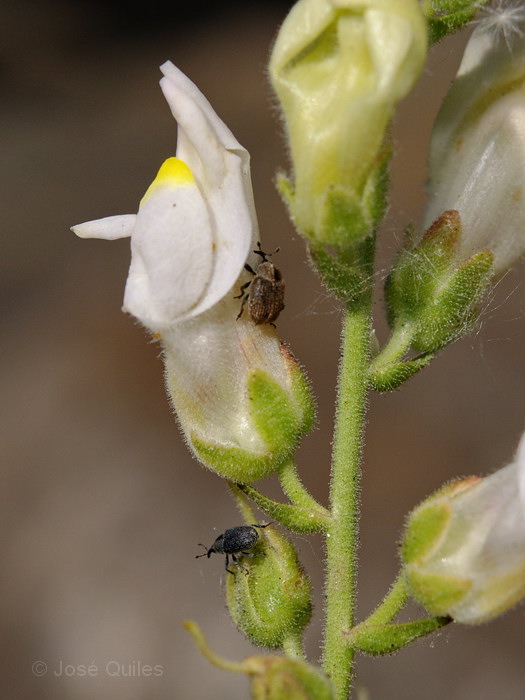 Antirrhinum graniticum