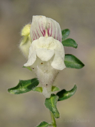 Antirrhinum grosii