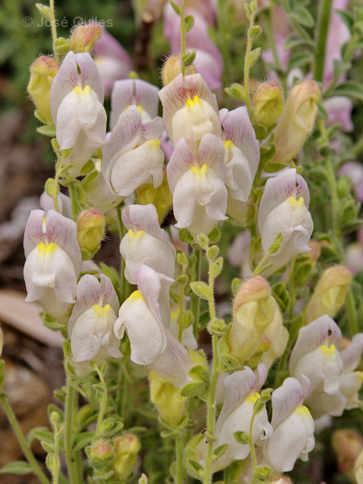 Antirrhinum hispanicum