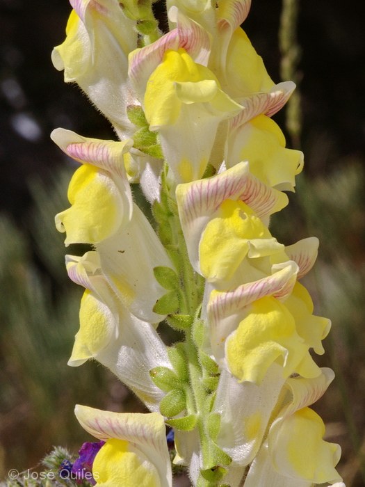 Antirrhinum latifolium