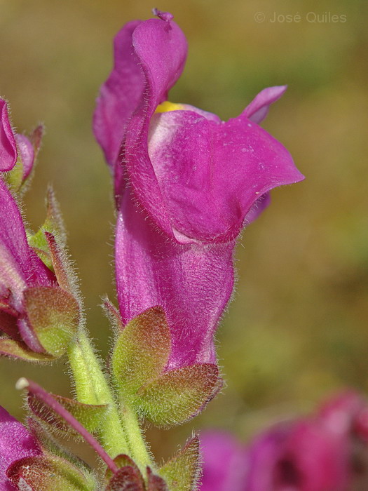 Antirrhinum linkianum