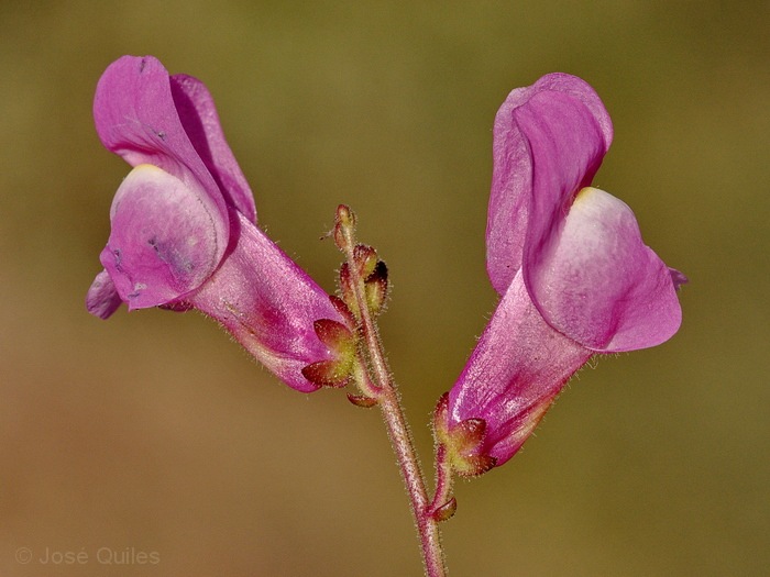 Antirrhinum litigiosum