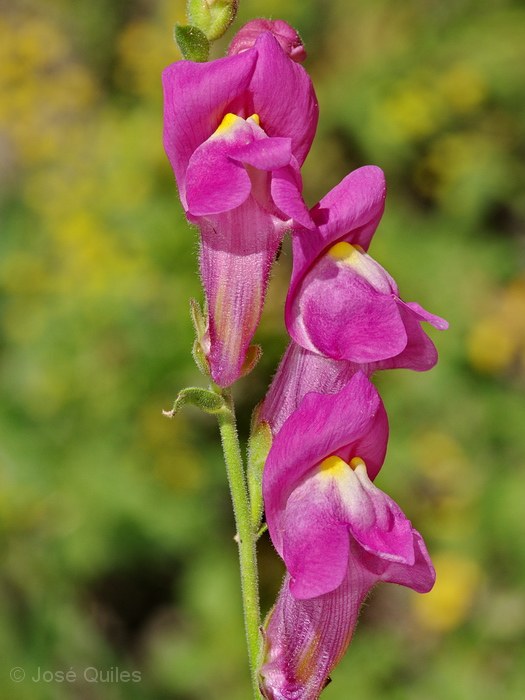 Antirrhinum majus