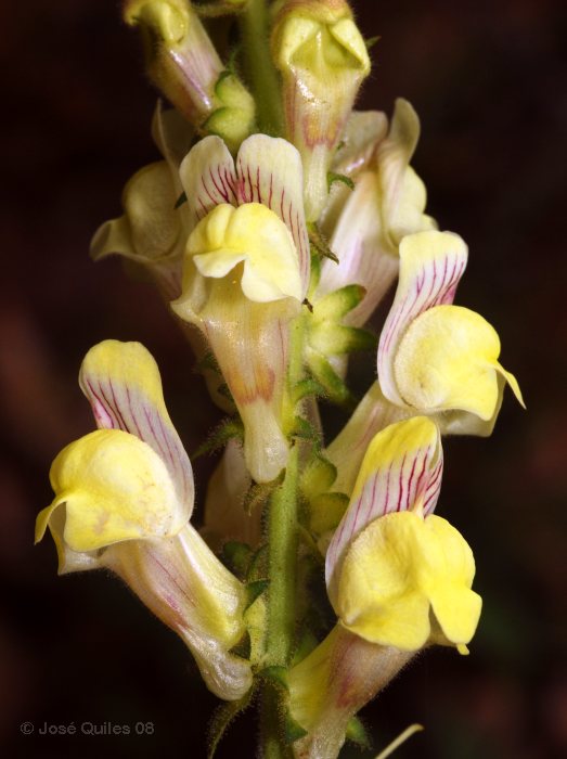 Antirrhinum meonanthum
