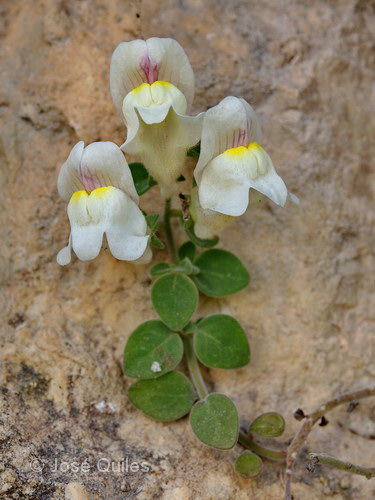 Antirrhinum microphyllum