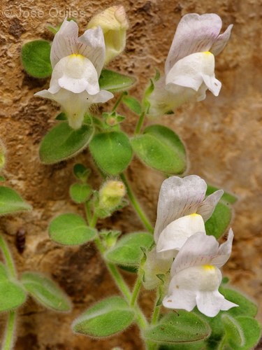 Antirrhinum molle