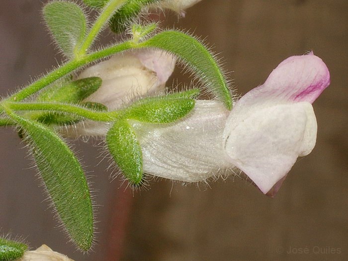 Antirrhinum mollissimum