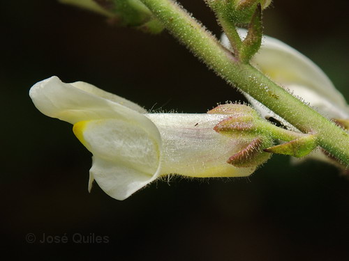 Antirrhinum onubense