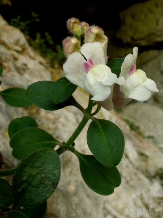 Antirrhinum pertegasii