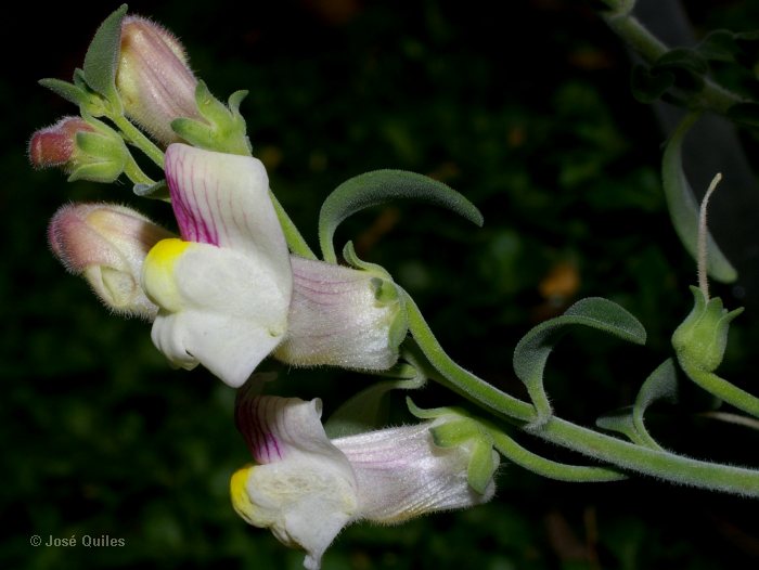 Antirrhinum pulverulentum