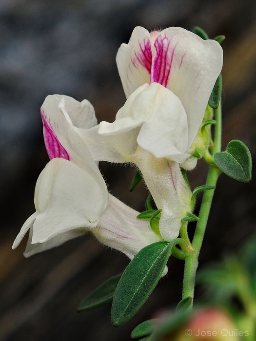 Antirrhinum sempervirens