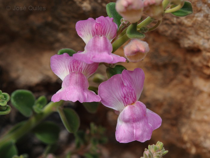 Antirrhinum subbaeticum