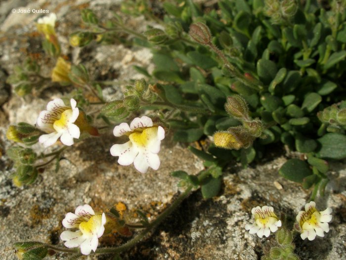 Sierra Palomeras, V