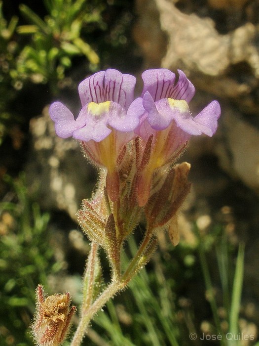 Macizo del Caroig, V