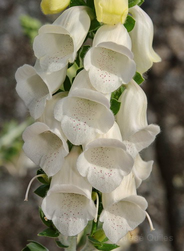 Digitalis