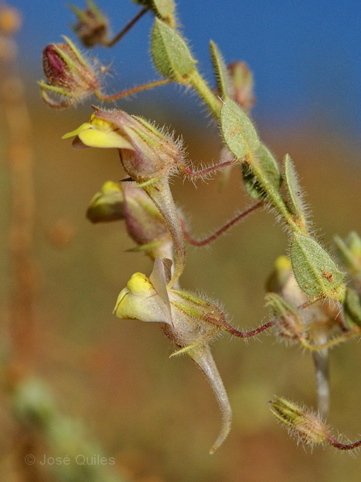 Kickxia aegyptiaca