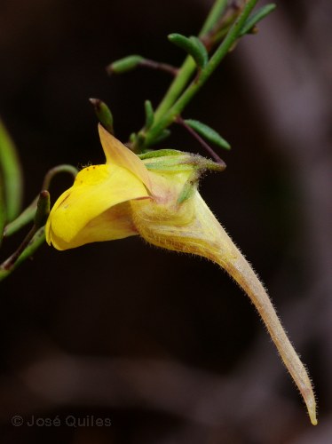 Kickxia sagittata
