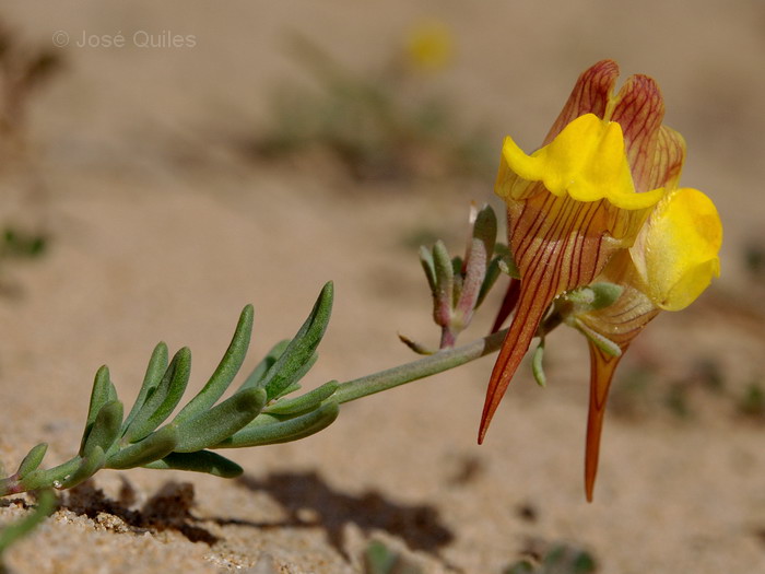 Dunas de Guardamar, A