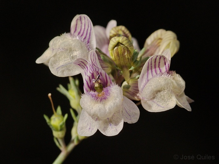Sierra Espad�n, CS