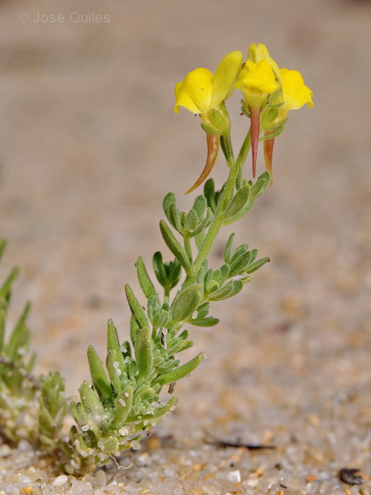 Cercanías de Sines, Alentejo Litoral
