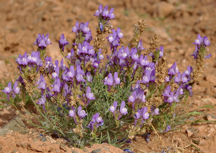 Cercanías de Guelmim, Marruecos