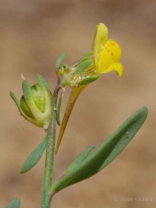 Acantilado de Barbate, CA