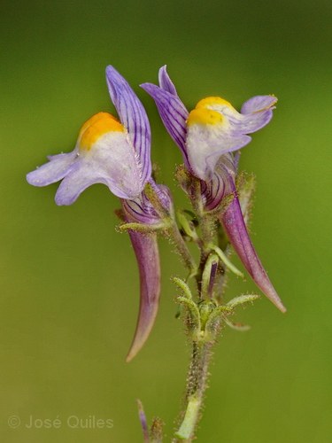 Linaria orbensis