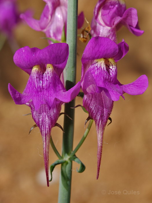 Sierra de B�jar, SA