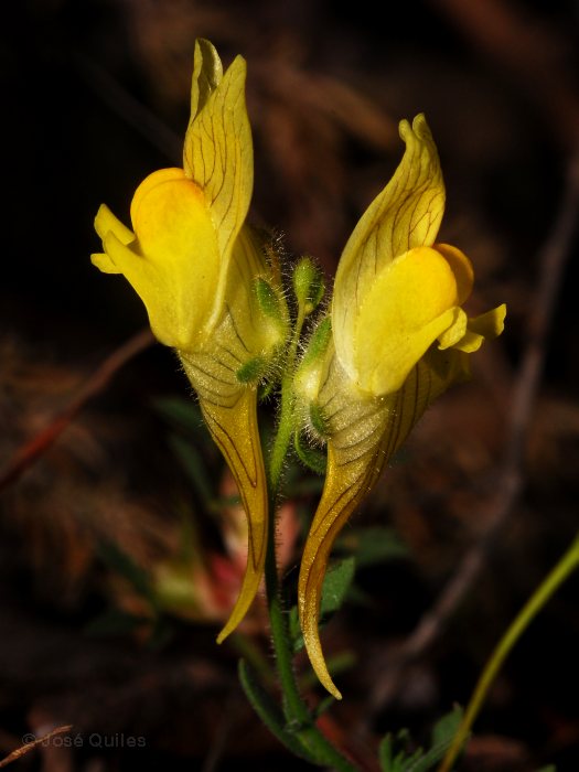 Sierra de G�dor, AL