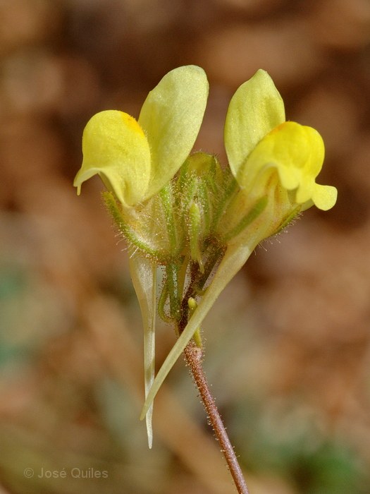 Tafraout, Antiatlas, Marruecos