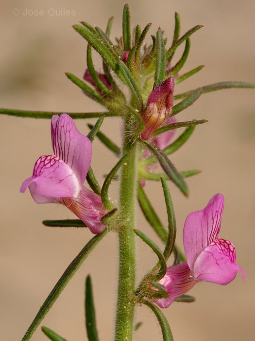 Huerta de Valencia