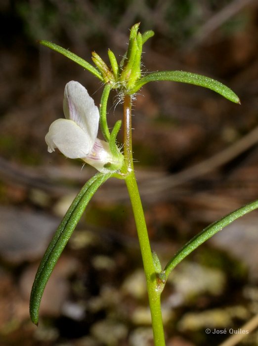 B�tera, V