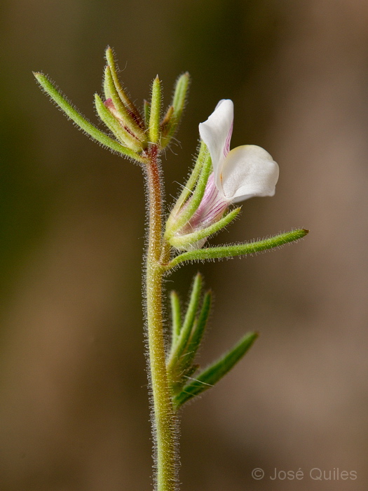 B�tera, V