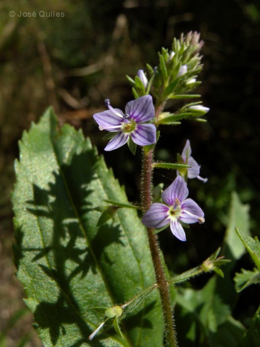 Sierra Espad�n, CS