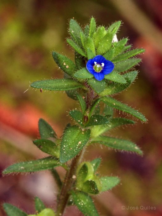 Sierra Espad�n, CS