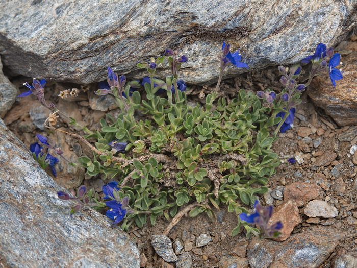 Sierra Nevada, GR