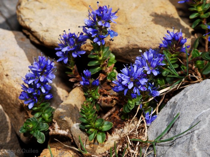 Gavarnie, Hautes-Pyr�n�es