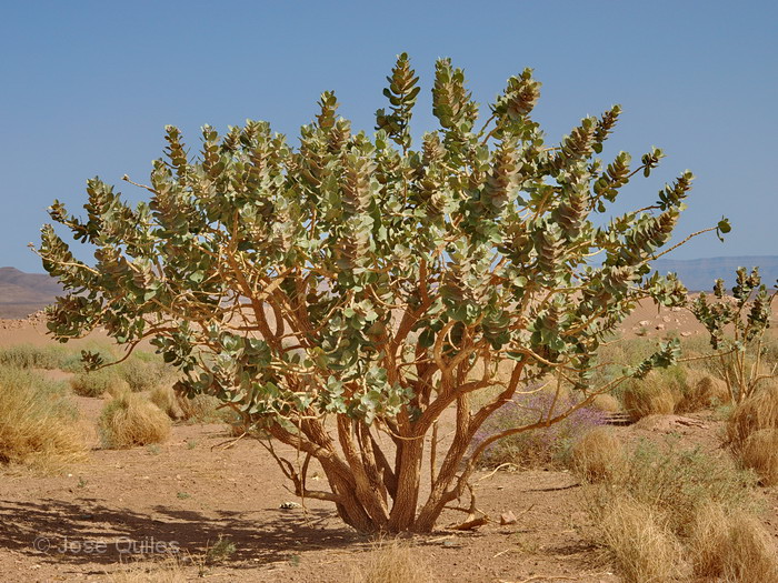 Tafilalt, Marruecos