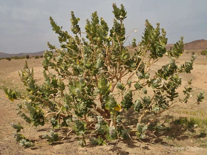 Tafilalt, Marruecos