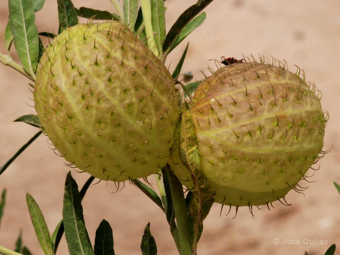 Huerta de Valencia