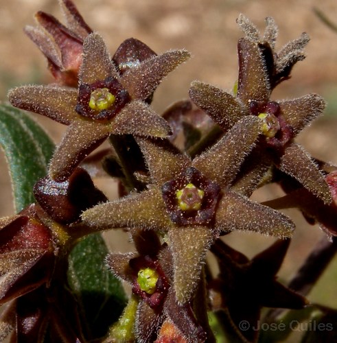 Sierra Mar�a, AL